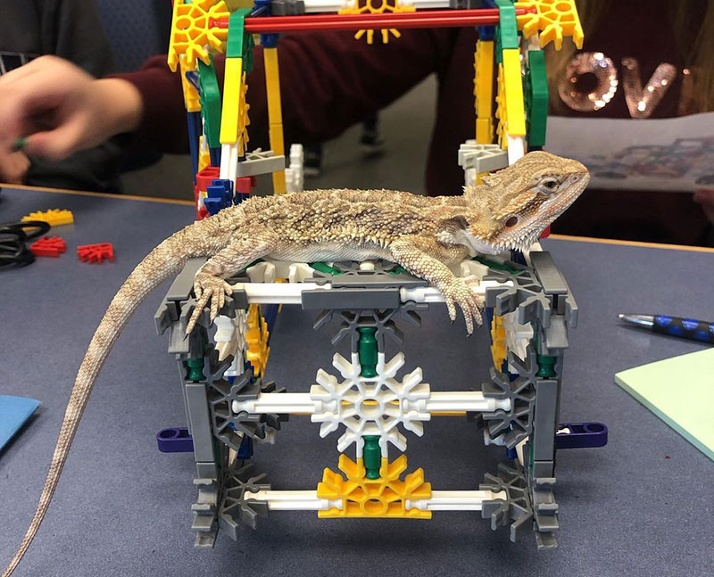 Move Over, Cats. Bearded Dragons Make Great Library Pets.